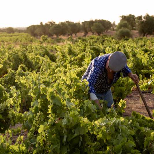 Visita às Vinhas Centenárias de Vila Alva - Prova de 3 Vinhos